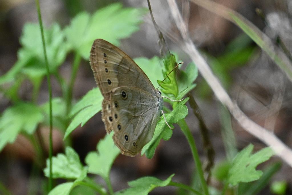 2025-07189666 Broad Meadow Brook, MA.JPG - Common Ringlet Butterfly. Broad Meadow Brook Wildlife Sanctuary, MA, 7-18-2025